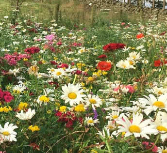 Wildflower Turf